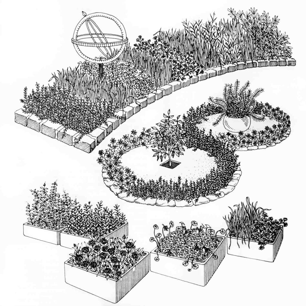 A line drawing of Marion Becker's herb garden. One bed, lined with stone, is curved and sports a sundial. There are several raised planters with additional herbs, as well as two circular plantings with large shrubs in the center.
