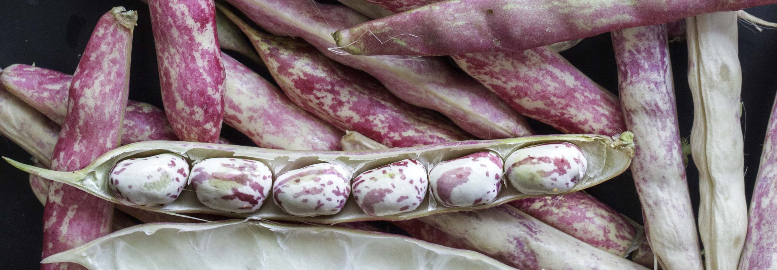 Closeup of fresh October beans (aka cranberry or borlotti) in their pods. One bean pod has had one side removed, revealing the beans nestled inside.