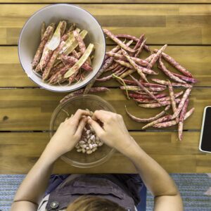 Overhead view of the author shelling October beans on a wooden table.