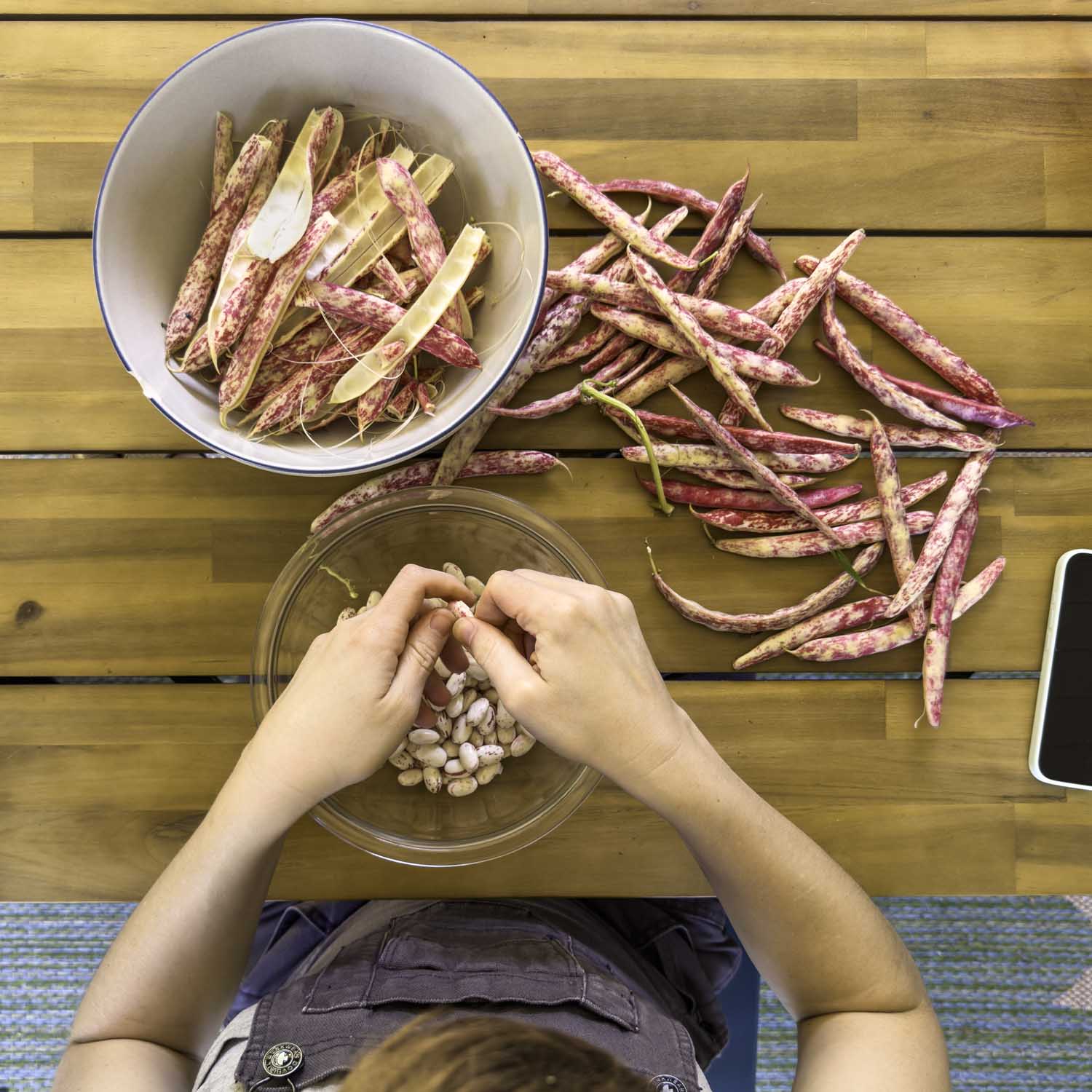Overhead view of the author shelling October beans on a wooden table.