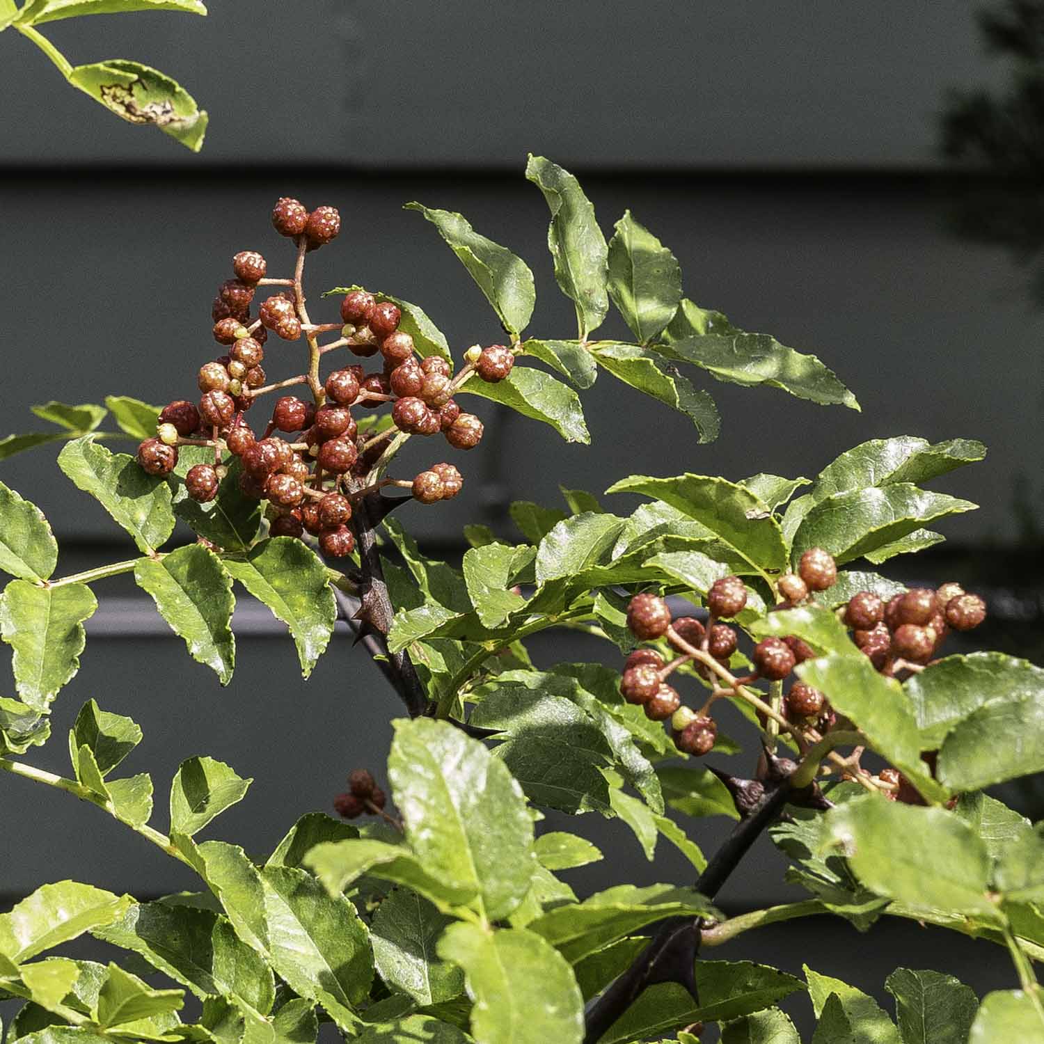 Red Sichuan pepper berries on the tree.