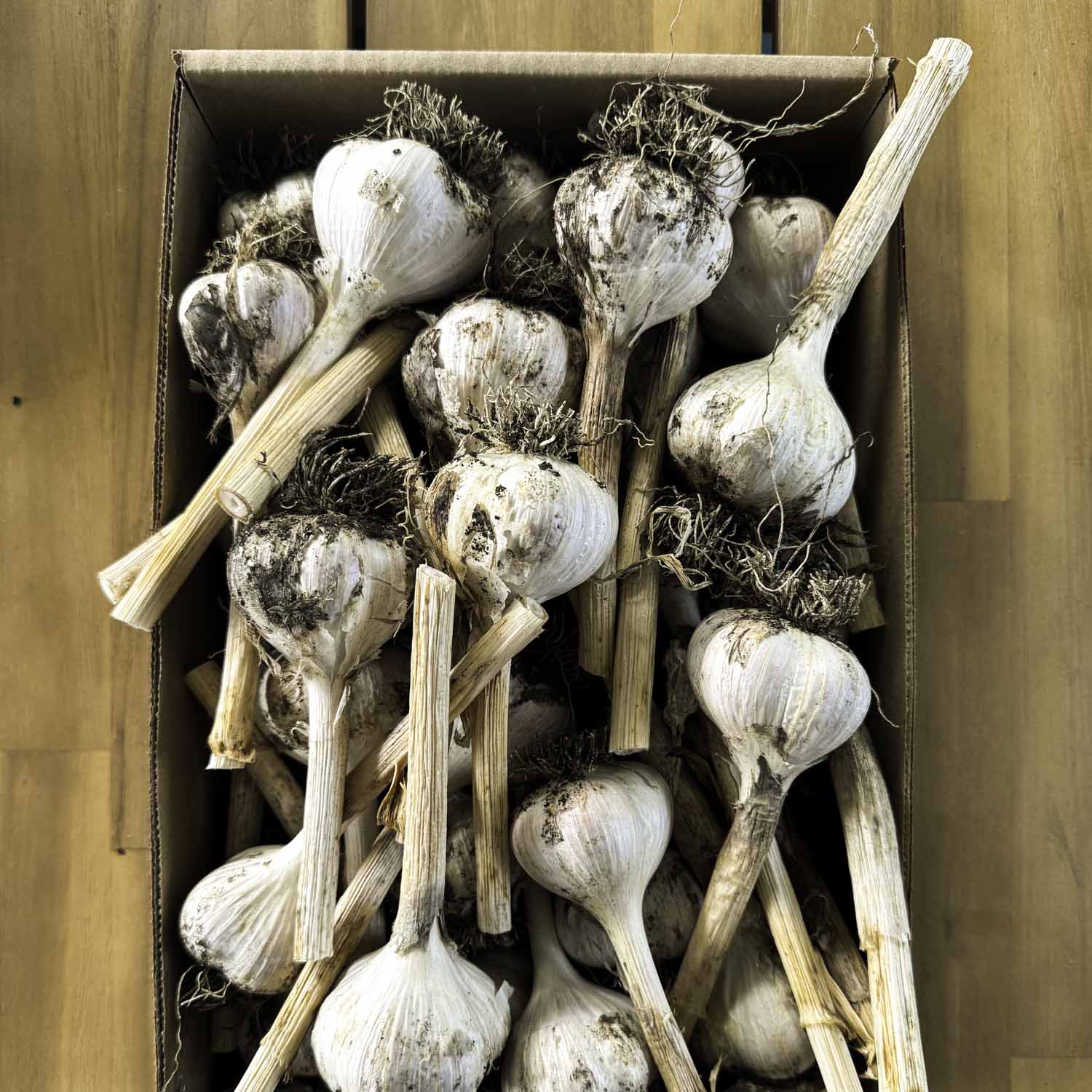Closeup of a shallow cardboard box full of cured garlic bulbs.