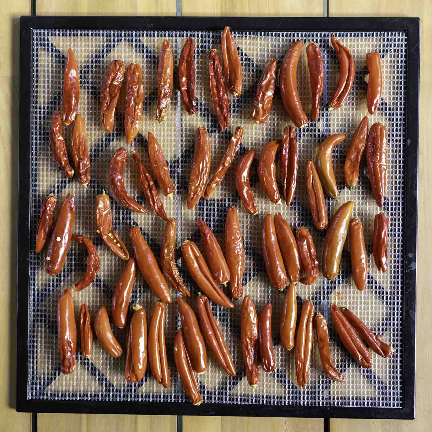 Overhead view of the partially dried chiles arranged on a dehydrator tray.