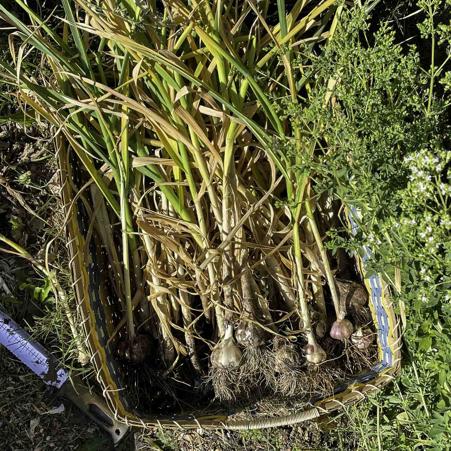 A large woven basket full of freshly harvested garlic plants.