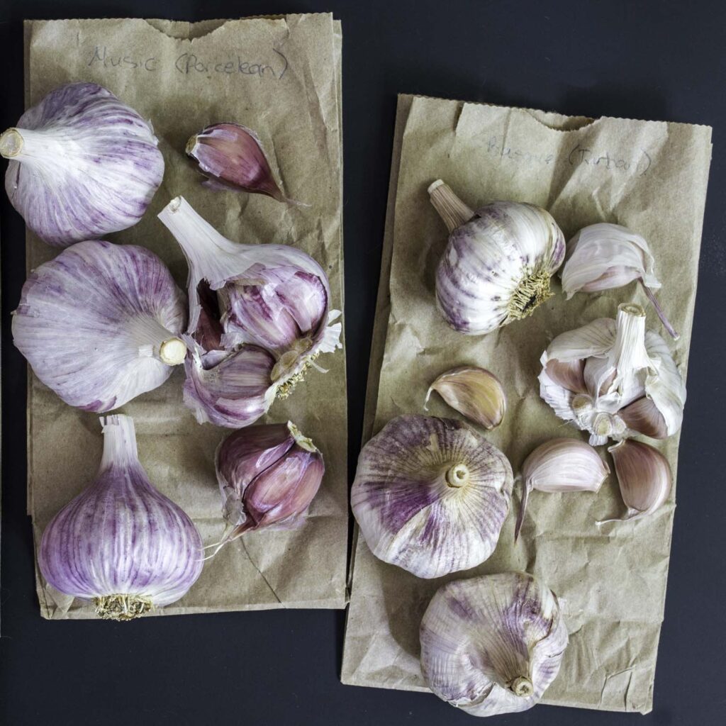 Two types of hard neck garlic bulbs, laid out on folded craft paper bags. Some bulbs have been broken up to reveal the purple striped cloves inside.