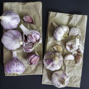 Two types of hard neck garlic bulbs, laid out on folded craft paper bags. Some bulbs have been broken up to reveal the purple striped cloves inside.