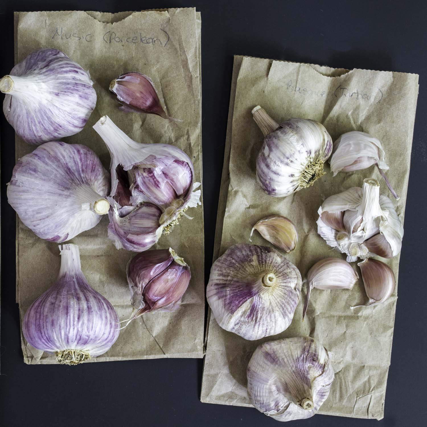 Two types of hard neck garlic bulbs, laid out on folded craft paper bags. Some bulbs have been broken up to reveal the purple striped cloves inside.