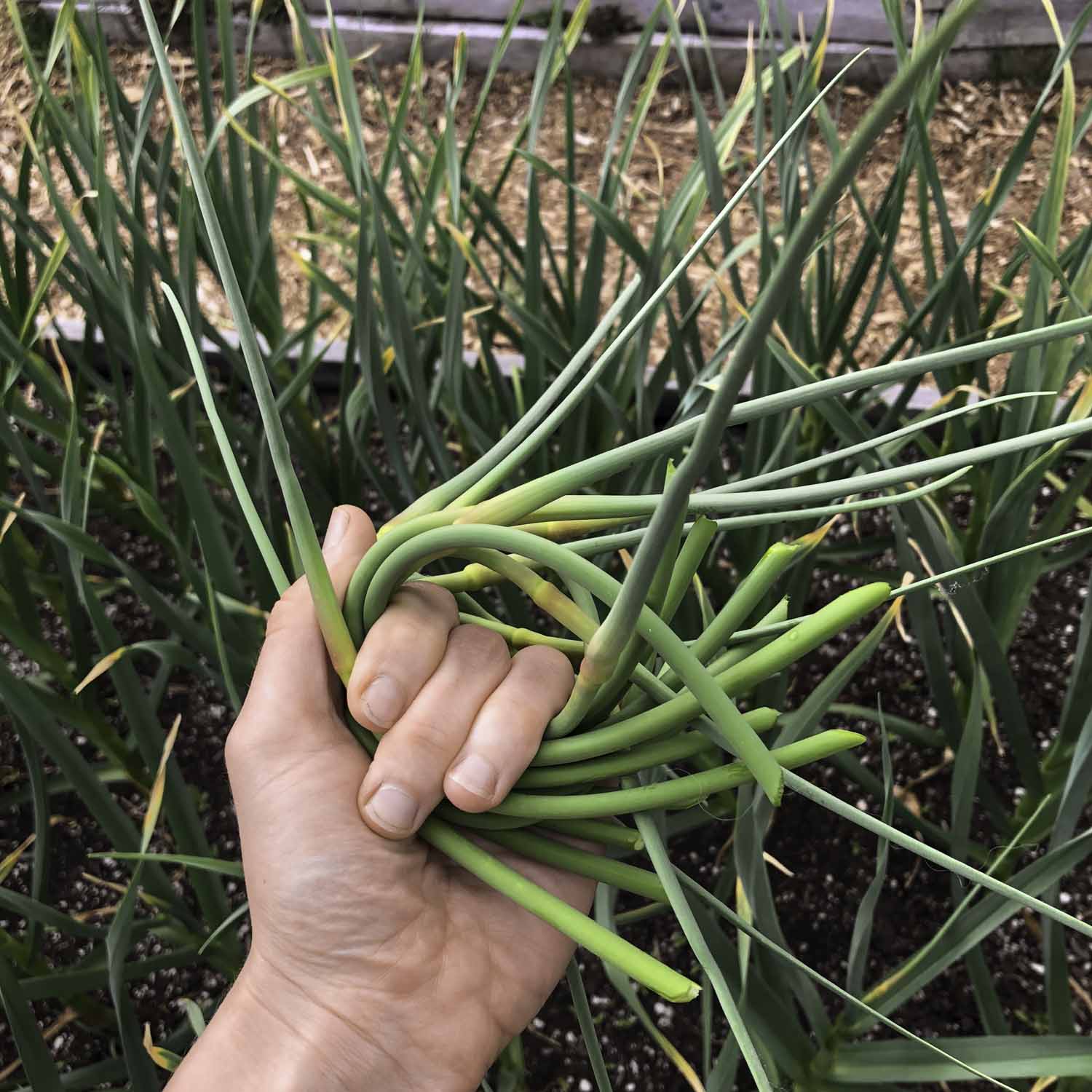 Author holds a fistful of garlic scapes above a garden bed full of garlic plants.