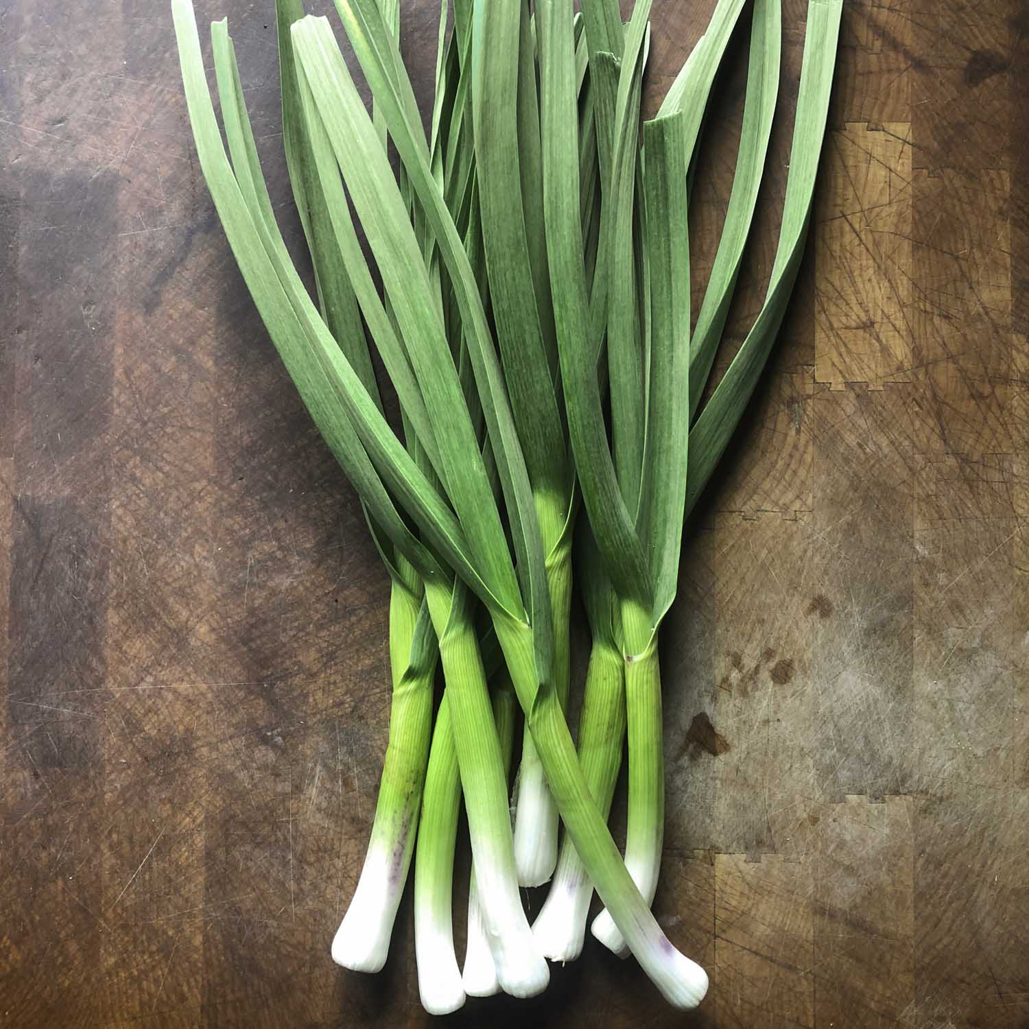 A large bunch of green garlic, fanned out slightly on a cutting board.