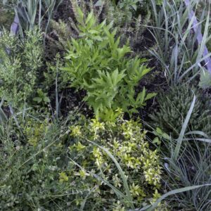 Closeup of a raised bed full of herbs, including lovage, salad burnet, thyme, Greek oregano, and chives.