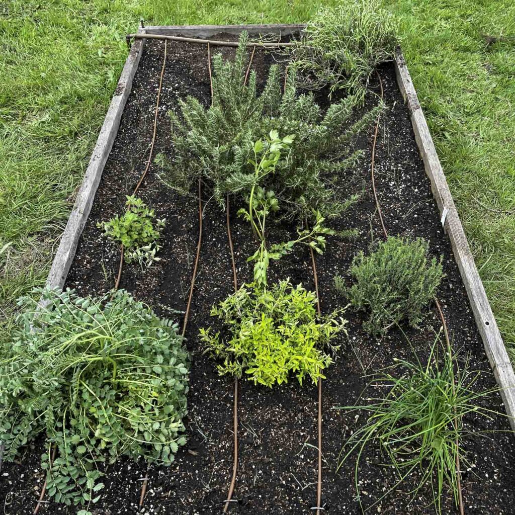 A raised garden bed with freshly tilled soil and newly planted herbs, many of them transplants. Herbs include summer and winter savory, rosemary, Greek oregano, thyme, lovage, salad burnet, and chives.
