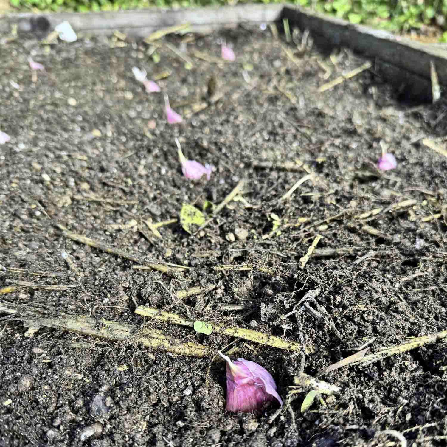 Low-angle view of a raised garden bed. Purple cloves of garlic have been pushed into the soil in rows.